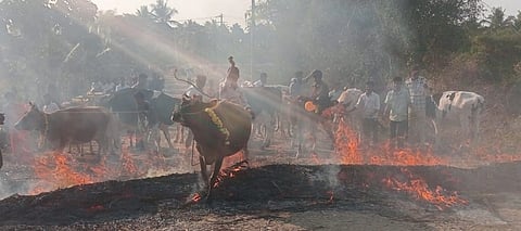 ಚಾಮರಾಜನಗರ ತಾಲೂಕಿನ ಪಣ್ಯದಹುಂಡಿ ಗ್ರಾಮದಲ್ಲಿ ಸಂಕ್ರಾಂತಿ ಹಬ್ಬದ ಪ್ರಯುಕ್ತ ಗ್ರಾಮಸ್ಥರು ಜಾನುವಾರುಗಳನ್ನು ಕಿಚ್ಚು ಹಾಯಿಸಿದರು.