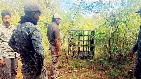 ನಗರದ ಬಿಇಎಂಎಲ್ ಕಾರ್ಖಾನೆ ಆವರಣದಲ್ಲಿ ಹುಲಿ ಸೆರೆ ಕಾರ್ಯಾಚರಣೆ ನಡೆಸಿದ ಅರಣ್ಯ ಇಲಾಖೆ ಸಿಬ್ಬಂದಿ.