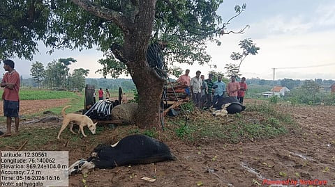  ಪಿರಿಯಾಪಟ್ಟಣ ತಾಲೂಕಿನ ಕಸಬಾ ಹೋಬಳಿ ಸತ್ಯಗಾಲ ಗ್ರಾಮದಲ್ಲಿ ಶನಿವಾರ ಸಂಜೆ ಸಿಡಿಲು ಬಡಿದು 2 ಹಸುಗಳು ಮೃತಪಟ್ಟಿರುವುದು.