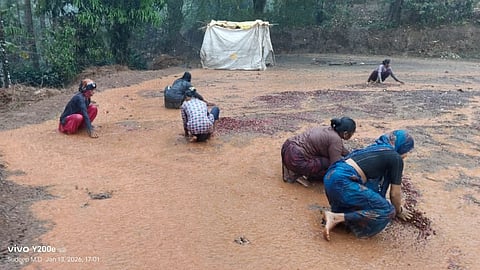 ಬೇಲೂರು ತಾಲೂಕಿನ ಅರೇಹಳ್ಳಿ ಬೋಬಳಿಯ ನಲ್ಕೆ ಗ್ರಾಮದಲ್ಲಿ ಮಳೆ ನೀರಿನಲ್ಲಿ ಕೊಚ್ಚಿ ಹೋಗುತ್ತಿದ್ದ ಕಾಫಿಯನ್ನು ತಡೆಯಲು ಬೆಳೆಗಾರರು ಹಾಗೂ ಕಾರ್ಮಿಕರು ಪ್ರಯತ್ನಿಸುತ್ತಿರುವುದು.