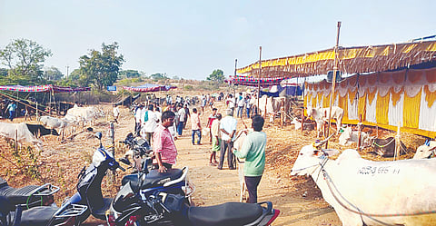 ಕೆ.ಆರ್.ಸಾಗರದ ರೈಲು ನಿಲ್ದಾಣದ ಬಳಿ ನಡೆಯುತ್ತಿರುವ ಉಪ್ಪರಿಕೆ ಶ್ರೀ ಬಸವೇಶ್ವರ ದನಗಳ ಜಾತ್ರೆ.