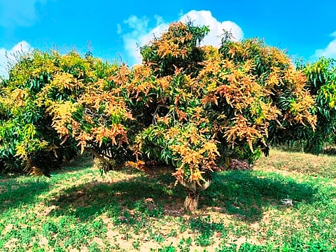 ಮೈ ತುಂಬಾ ಹೂ ಕಚ್ಚಿಕೊಂಡಿರುವ ಮಾವಿನ ಮರ. 