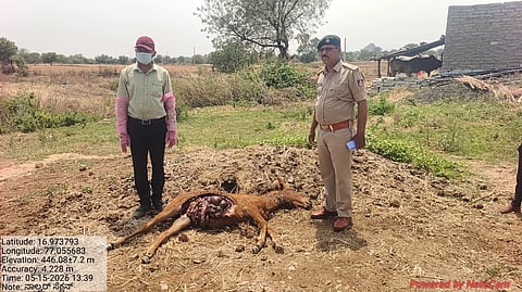 ಲಾಡ್ಲಾಪುರದ ಹೊರ ವಲಯದಲ್ಲಿ ಚಿರತೆ ದಾಳಿಯಿಂದ ಮೃತಪಟ್ಟಿರುವ ಕುದುರೆ.