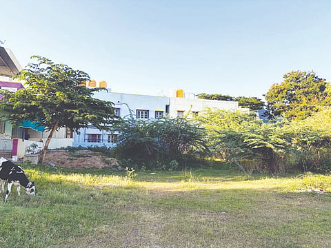 Vacant plots that have become a haven for venomous creatures.