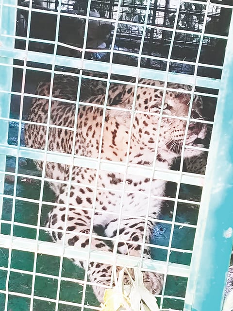 A leopard caught in a trap while being caught off guard.