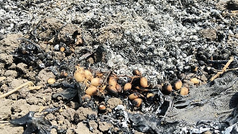 ಬೆಂಕಿಗಾಹುತಿಯಾದ ಕಡಲೆ