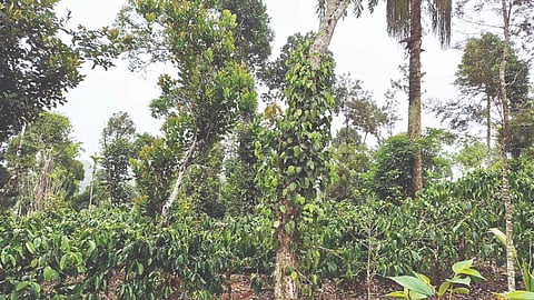 ವಿರಾಜಪೇಟೆ ತಾಲೂಕಿನ ಹೆಗ್ಗಳ ಗ್ರಾಮದ ರೈತ ಬಿ.ಬಿ.ಶಂಕರ ನಾರಾಯಣ ಅವರ ತೋಟದಲ್ಲಿ ಬೆಳೆದಿರುವ ಮಿಶ್ರ ವಾಣಿಜ್ಯ ಬೆಳೆ. 