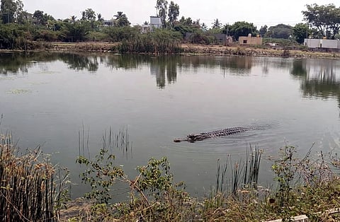 ಯಳಂದೂರು ತಾಲೂಕಿನ ಅಪಾಲಕಟ್ಟೆಯಲ್ಲಿ ಸೋಮವಾರ ಕಾಣಿಸಿಕೊಂಡಿದೆ ಎನ್ನಲಾದ ಮೊಸಳೆಯ ಚಿತ್ರ.