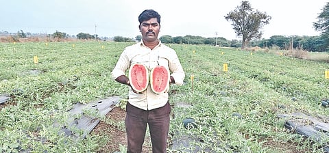 ಯಾದಗಿರಿ ಜಿಲ್ಲೆ ವಡಗೇರಾ ತಾಲೂಕಿನ ಯಂತಿ ಗ್ರಾಮದ ಹೊಲವೊಂದರಲ್ಲಿ ಕಟಾವು ಹಂತಕ್ಕೆ ಬಂದಿರುವ ಕಲ್ಲಂಗಡಿ