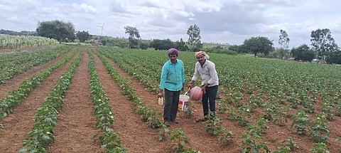 ಯರಗಟ್ಟಿ ತಾಲೂಕಿನ ಕುರಬಗಟ್ಟಿ ಗ್ರಾಮದಲ್ಲಿ ಹತ್ತಿ ಬೆಳೆಗಳೆಗೆ ಬಕೆಟ್‌ನಿಂದ ನೀರು ಹಾಕುತ್ತಿರುವ ರೈತರಾದ ಚನ್ನಪ್ಪ ಉಳ್ಳಿಗಡ್ಡಿ, ಗಂಗಾಧರ ಉಳ್ಳಿಗಡ್ಡಿ .
