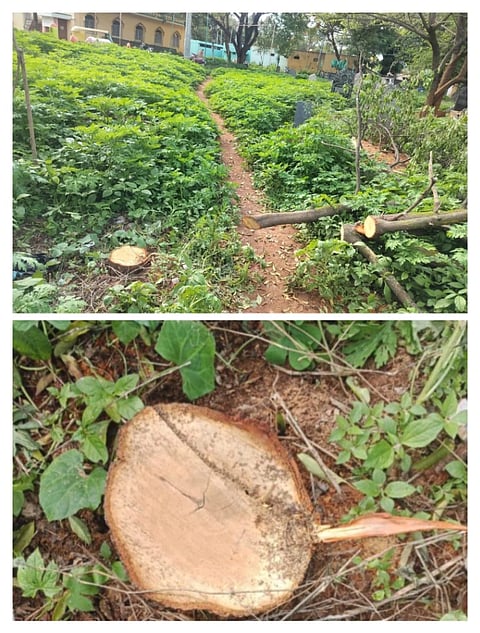 ದೊಡ್ಡಬಳ್ಳಾಪುರದ ಬಿಎಸ್​ಎನ್​ಎಲ್​ ಕಚೇರಿ ಹಿಂಭಾಗ ಮತ್ತು ಸರ್ಕಾರಿ ಶಾಲಾ ಆವರಣದಲ್ಲಿ ಶ್ರೀಗಂಧ ಮರಗಳನ್ನು ಕತ್ತರಿಸಿರುವುದು.