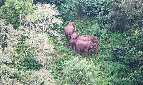 ಡ್ರೋನ್‌ನಲ್ಲಿ ಸೆರೆಯಾದ ಕಾಡಾನೆ ಹಿಂಡು.