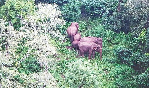 ಕಾಡಾನೆಗಳ ಹಾವಳಿ