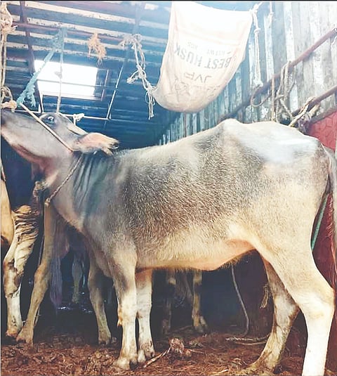 ರಕ್ಷಣೆಯಾದ ಜಾನುವಾರುಗಳು.
