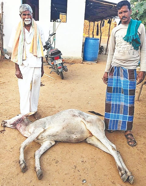  ಮಲ್ಲಯ್ಯನಪುರದಲ್ಲಿ ಚಿರತೆ ದಾಳಿಗೆ ಮೃತಪಟ್ಟ ಹಸು. 