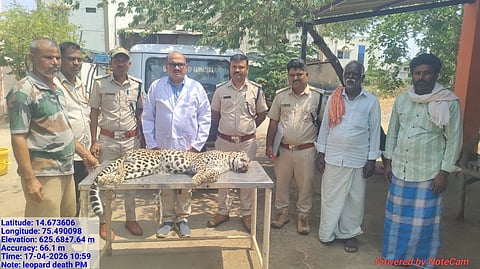 ಬ್ಯಾಡಗಿ ತಾಲೂಕಿನ ಮೋಟೆಬೆನ್ನೂರ ಬಳಿ ರಾಷ್ಟ್ರೀಯ ಹೆದ್ದಾರಿಯಲ್ಲಿ ಮೃತಪಟ್ಟ ಚಿರತೆಯ ಮರಣೋತ್ತರ ಪರೀಕ್ಷೆ ನಡೆಸಲಾಯಿತು. ಅರಣ್ಯಾಧಿಕಾರಿ ಲೋಕೇಶ ಚವ್ಹಾಣ, ಉಪವಲಯ ಅರಣ್ಯಾಧಿಕಾರಿ ಚಮನ ಅಲಿ ಕಾಲೇಖಾನವರ , ಮಂಜುನಾಥ ಕೆ.ಎಚ್​. ಇತರರಿದ್ದರು. cheetha