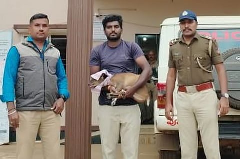 ನಾಪೋಕ್ಲು ಮಾರುಕಟ್ಟೆ ಅಂಗಡಿಗೆ ನುಗ್ಗಿದ ಕಾಡು ಕುರಿಯನ್ನು ಉಪ ಅರಣ್ಯಾಧಿಕಾರಿ ಕಾಳೇಗೌಡರಿಗೆ ನಾಪೋಕ್ಲು ಠಾಣಾಧಿಕಾರಿ ರಾಘವೇಂದ್ರ ಹಸ್ತಾಂತರಿಸಿದರು.