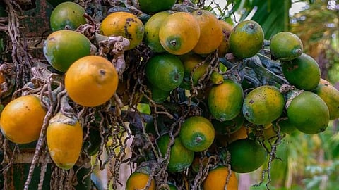 ಅಡಿಕೆ