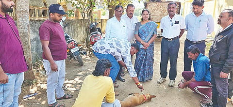 ಪುರಸಭೆ ಅಧ್ಯಕ್ಷೆ ಉಷಾ ಸತೀಶ್ ಅಧ್ಯಕ್ಷತೆಯಲ್ಲಿ ಪುರಸಭೆಯಿಂದ ಬೀದಿ ನಾಯಿಗಳಿಗೆ ಪಶು ವೈದ್ಯಾಧಿಕಾರಿಗಳ ಸಮ್ಮುಖದಲ್ಲಿ ರೇಬಿಸ್ ಲಸಿಕೆ ಹಾಕಿಸಲಾಯಿತು. ಪುರಸಭಾ ಸದಸ್ಯ ಅಕ್ರಂ ಷರೀಫ್, ಆರೋಗ್ಯಾಧಿಕಾರಿ ಲೋಹಿತ್, ಪಶು ವೈದ್ಯರಾದ ಡಾ.ಸಯ್ಯದ್, ಡಾ.ಹರೀಶ್ ಸೇರಿದಂತೆ ಇತರರಿದ್ದರು.