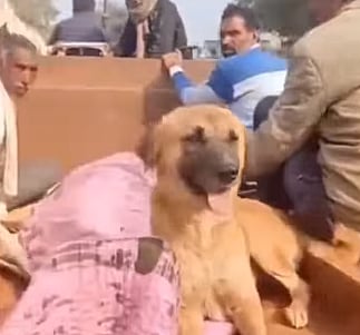 Dog