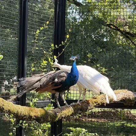 ನೀಲಿ ಮತ್ತು ಬಿಳಿ ನವಿಲು