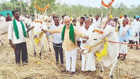 ಅರಕಲಗೂಡು ತಾಲೂಕಿನ ಶ್ರೀ ಕಣಿವೆ ಬಸವೇಶ್ವರ ದೇವರ 65ನೇ ವರ್ಷದ ಜಾತ್ರಾ ಮಹೋತ್ಸವ ಅಂಗವಾಗಿ ಕಟ್ಟಿದ್ದ ಅಲಂಕೃತ ಜೋಡಿ ಎತ್ತುಗಳನ್ನು ವೀಕ್ಷಿಸಿದ ಶಾಸಕ ಎ. ಮಂಜು. 