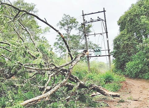 ಬೇಲೂರು ತಾಲೂಕು ಅರೇಹಳ್ಳಿ ಸಮೀಪದ ಗ್ರಾಮಗಳಲ್ಲಿ ನೆಲಕ್ಕುರುಳಿರುವ ವಿದ್ಯುತ್ ಕಂಬ ಮತ್ತು ವಿದ್ಯುತ್ ಪರಿವರ್ತಕದ ತಂತಿ ಮೇಲೆ ಮರ ಬಿದ್ದಿದ್ದರಿಂದ ತಂತಿಗಳು ತುಂಡಾಗಿರುವುದು.