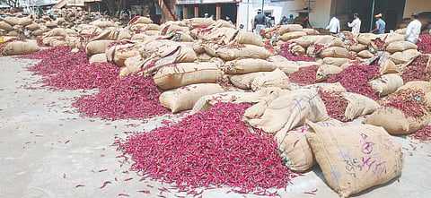 ಬ್ಯಾಡಗಿಯ ಮೆಣಸಿನಕಾಯಿ Byadagi chillies ಮಾರುಕಟ್ಟೆಯಲ್ಲಿ ಮೆಣಸಿನಕಾಯಿ ಚೀಲಗಳ ರಾಶಿ.