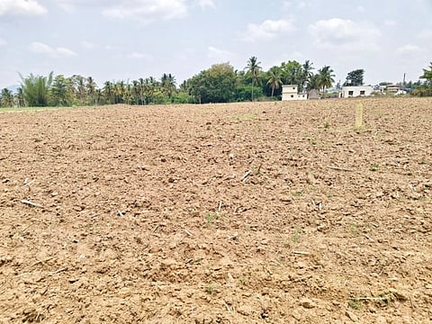 ದೊಡ್ಡಕೂಂಡಗೊಳದಲ್ಲಿ ಆಲುಗಡ್ಡೆ ಬೆಳೆಗೆ ಭೂಮಿ ಸಿದ್ಧಗೊಳಿಸಿರುವುದು.