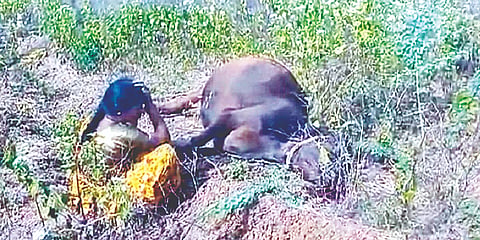 ಗುಂಡ್ಲುಪೇಟೆ ತಾಲೂಕಿನ ಮೂಡುಗೂರು ಗ್ರಾಮದಲ್ಲಿ ಹುಲಿ ದಾಳಿಗೆ ಬಲಿಯಾದ ಹಸುವಿನ ಮುಂದೆ ಮಹಿಳೆ ಗೋಳಾಡುತ್ತಿರುವುದು.