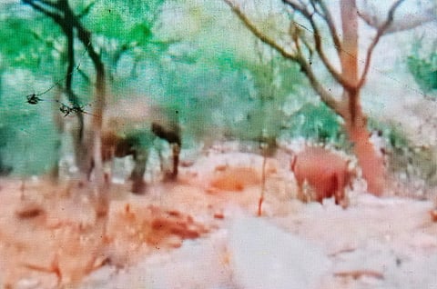 ಅಜ್ಜೀಪುರಕ್ಕೆ ತೆರಳುವ ಅರಕನಹಳ್ಳದ ಬಳಿ ಕಾಣಿಸಿಕೊಂಡ ಕಾಡಾನೆಗಳು. 