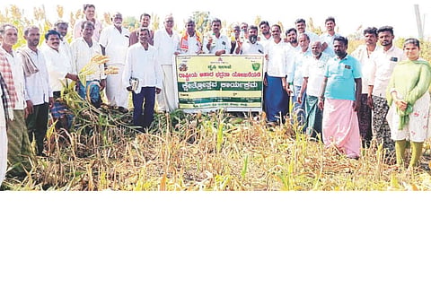 ಎಮ್ಮಿಗನೂರಿನಲ್ಲಿ ರೈತಸಂಪರ್ಕ ಕೇಂದ್ರದಿಂದ ಜೋಳ ಬೆಳೆ ಕ್ಷೇತ್ರೋತ್ಸವ ನಡೆಯಿತು. ಕೃಷಿ ಅಧಿಕಾರಿಗಳಾದ ಕೆ.ಸೋಮಶೇಖರ, ಜ್ಯೋತಿ, ರೈತರಾದ ಎಂ.ಎಂ.ಬಸವರಾಜಸ್ವಾಮಿ, ಸೂಗಪ್ಪ, ನಾಗರೆಡ್ಡಿ ಇತರರಿದ್ದರು.