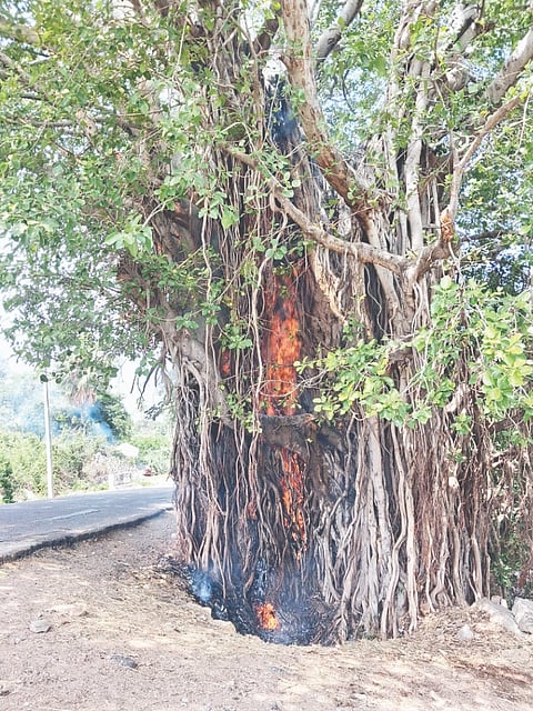 ಗಂಗಾವತಿ ತಾಲೂಕಿನ ಕಡೇಬಾಗಿಲು ಪ್ರವೇಶ ದ್ವಾರ ಬಳಿಯಿದ್ದ ಬೃಹತ್ ಆಲದ ಮರದಲ್ಲಿ ಬೆಂಕಿ ಕಾಣಿಸಿಕೊಂಡಿರುವುದು. 