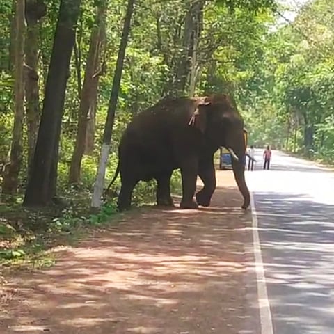 ಯಲ್ಲಾಪುರ ತಾಲೂಕಿನ ಕೋಳಿಕೇರಿ ಬಳಿ ರಾಷ್ಟ್ರೀಯ ಹೆದ್ದಾರಿ ಪಕ್ಕ ಆನೆ ಸಂಚರಿಸುತ್ತಿರುವುದು.