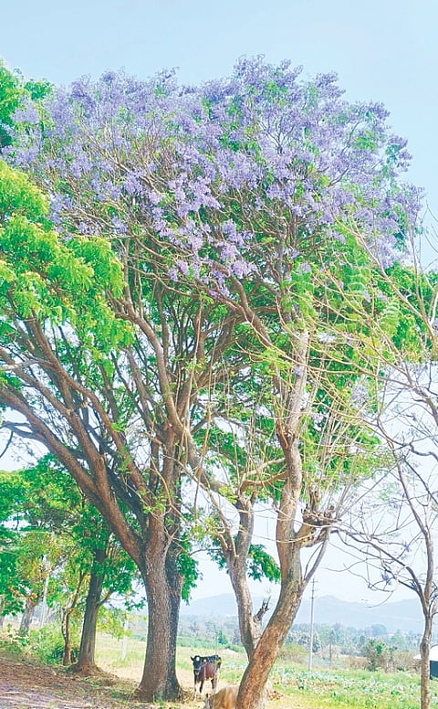  ಚಪ್ಪರದಹಳ್ಳಿ-ಕುಳ್ಳಯ್ಯನ ಕೊಪ್ಪಲು ರಸ್ತೆಬದಿಯಲ್ಲಿ ನೀಲಿ ಬಣ್ಣದ ಹೂವುಗಳಿಂದ ಕೂಡಿರುವ ಜಕರಾಂಡಾ ಮರ.