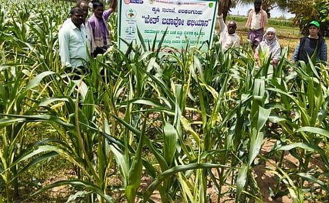 ಅರಕಲಗೂಡು ತಾಲೂಕಿನ ಮಧುರನಹಳ್ಳಿ ಗ್ರಾಮದ ಜಮೀನುಗಳಿಗೆ  ತಾಲೂಕು ಸಹಾಯಕ ಕೃಷಿ ನಿರ್ದೇಶಕಿ ಕೆ.ಜೆ. ಕವಿತಾ ಭೇಟಿ ನೀಡಿ ಮುಸುಕಿನ ಜೋಳದ ಬೆಳೆಗೆ ಕಾಣಿಸಿಕೊಂಡಿರುವ ಬಿಳಿಸುಳಿ ರೋಗದ ಪರಿಶೀಲಿಸಿದರು. ಫರೀನಾ, ಲಕ್ಷ್ಮೀ ಇದ್ದರು.