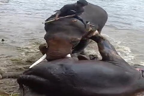 ಪ್ರವಾಸಿ ಜುನಿಶಿಯನ್ನು ಬಲಿ ತೆಗೆದುಕೊಂಡ ಆನೆಗಳ ಕಾಳಗ