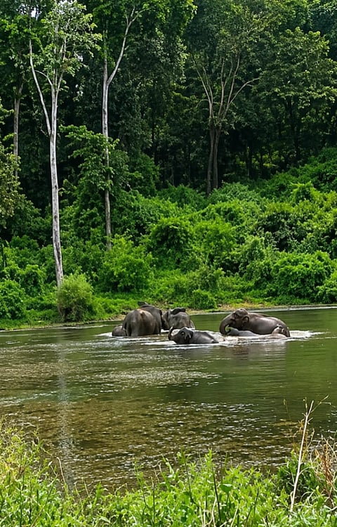 ಅವರೇಗುಂದ ಹಾಡಿಗೆ ತೆರಳುವ ಅರಣ್ಯ ಪ್ರದೇಶದ ಕೆರೆಯಲ್ಲಿ ಕಾಡಾನೆಗಳು ವಿಹರಿಸುತ್ತಿರುವುದು.