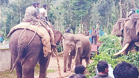 ಚೆಂಬೆಬೆಳ್ಳೂರು ಗ್ರಾಮ ಪಂಚಾಯಿತಿ ವ್ಯಾಪ್ತಿಯಲ್ಲಿ ಸೆರೆ ಹಿಡಿದ  ಪುಂಡಾನೆ.