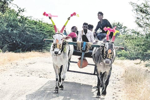 ಎಳ್ಳಮಾವಾಸ್ಯೆ ನಿಮಿತ್ತ ಅಳವಂಡಿಯಲ್ಲಿ ರೈತರು ಎತ್ತಿನಬಂಡಿಯಲ್ಲಿ ಜಮೀನಿಗೆ ತೆರಳುತ್ತಿರುವುದು.