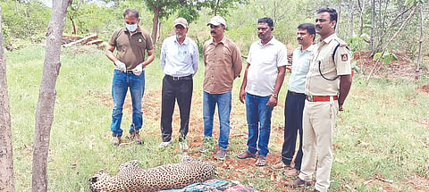  ಹುಲ್ಲೇಪುರದ ಜಮೀನಿನಲ್ಲಿ ಅಸ್ವಸ್ಥಗೊಂಡು ಮೃತಪಟ್ಟ ಚರತೆ. 