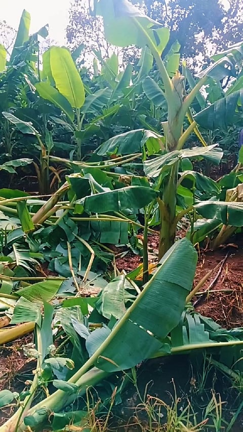 ಗುಂಡ್ಲುಪೇಟೆ ತಾಲೂಕಿನ ಗೋಪಾಲಪುರ ಗ್ರಾಮದಲ್ಲಿ ಕಾಡಾನೆ ದಾಳಿಗೆ ರೈತ ನವೀನ್ ಜಮೀನಿನಲ್ಲಿ ಬೆಳೆದಿದ್ದ ಬಾಳೆ ಬೆಳೆ ನಾಶವಾಗಿರುವುದು. 