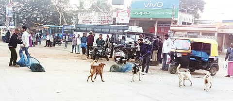 ವಿಜಯಪುರ ಪಟ್ಟಣದ ಬಸ್​ ನಿಲ್ದಾಣದ ಬಳಿ ಪುರಸಭೆ ಸಿಬ್ಬಂದಿ ಹಾಗೂ ಎನ್​ಜಿಒ ತಂಡದವರು ಬೀದಿ ನಾಯಿಗಳಿಗೆ ಸಂತಾನ ಶಕ್ತಿ ಹರಣ ಚಿಕಿತ್ಸೆ ನೀಡಲು ಹಿಡಿಯುತ್ತಿರುವುದು.