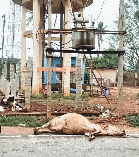 Cow dies after being electrocuted