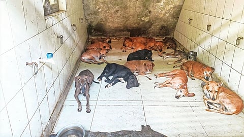 ಬೀದಿ ನಾಯಿಗಳು 