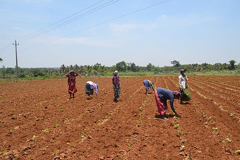 ಮಳೆ ಇಲ್ಲದೆ ಬಿತ್ತನೆ ಕಾರ್ಯ ಕುಂಠಿತ
