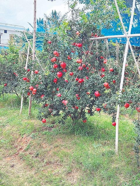 ದಾಳಿಂಬೆ ಕೃಷಿ