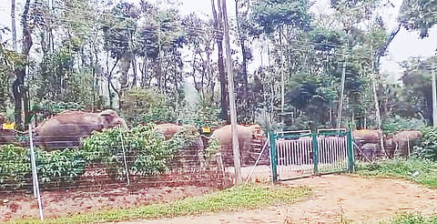 ಬೇಲೂರು ತಾಲೂಕಿನ ಕೋಗೋಡು ಗ್ರಾಮದ ಕಾಫಿ ತೋಟದಲ್ಲಿ ಕಾಡಾನೆಗಳು ಹಿಂಡು ಹಿಂಡಾಗಿ  ತೋಟದಿಂದ ಮತ್ತೊಂದು ತೋಟಕ್ಕೆ ತೆರಳುತ್ತಿರುವುದು. 