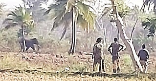  ಹಲಗೂರು ಸಮೀಪ ಕಾಡಾನೆ ಪ್ರತ್ಯಕ್ಷವಾಗಿರುವುದು.
