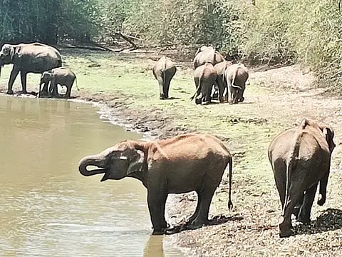 ಎನ್.ಆರ್.ಪುರ ತಾಲೂಕು ಕುಸುಬೂರು ಗ್ರಾಮದ ಹೊಸಕೊಪ್ಪದ ಕೆರೆಯಲ್ಲಿ ಕಾಣಿಸಿಕೊಂಡ ಕಾಡಾನೆಗಳ ಹಿಂಡು.